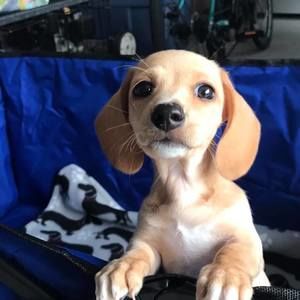 Meet your Posher, Dana